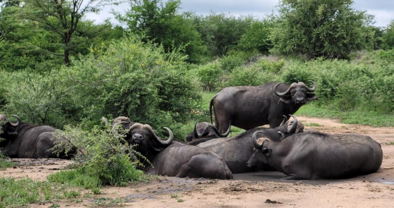 Motlala Game Lodge Hoedspruit Eksteriør billede