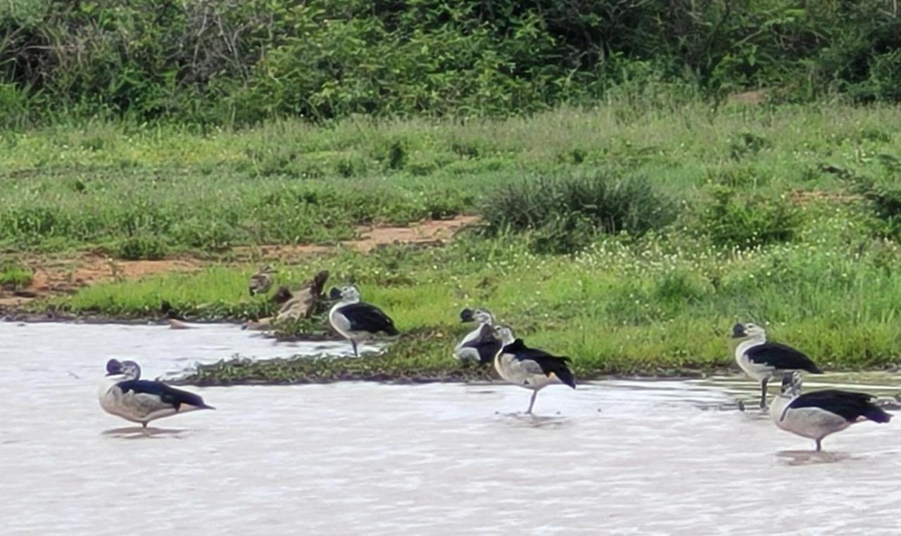 Motlala Game Lodge Hoedspruit Eksteriør billede